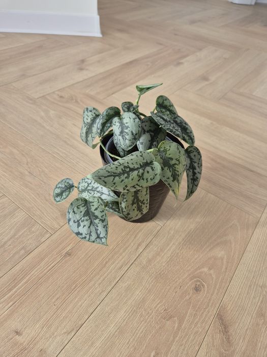 Scindapsus Silvery Ann rozm. M