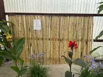 OGRODZENIE / PŁOTEK Z BAMBUSA (1 szt. = 150 cm x 250 cm) - 5 sztuk