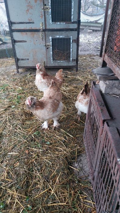 Сім'я курей породи фавероль