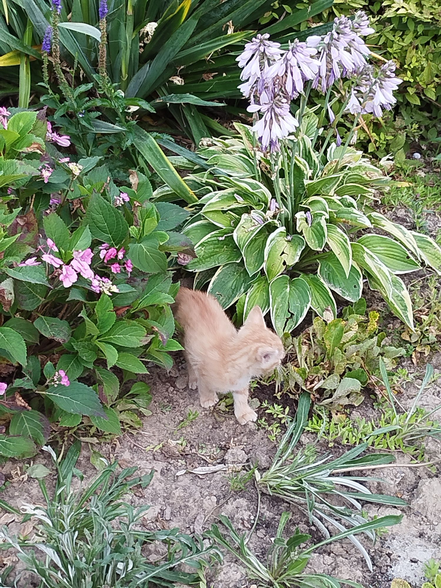 Oddam młode kotki