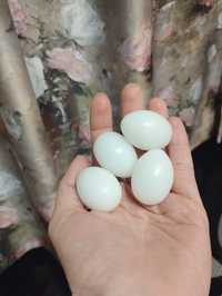 4 пластикових яєчка