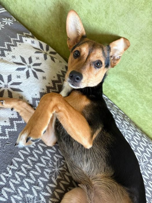 Oddam pieska w dobre ręce