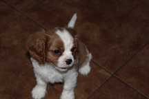 Piesek cavalier z rodowodem