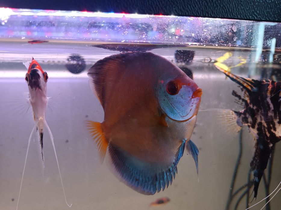 Paletka dyskowiec diamond blue.