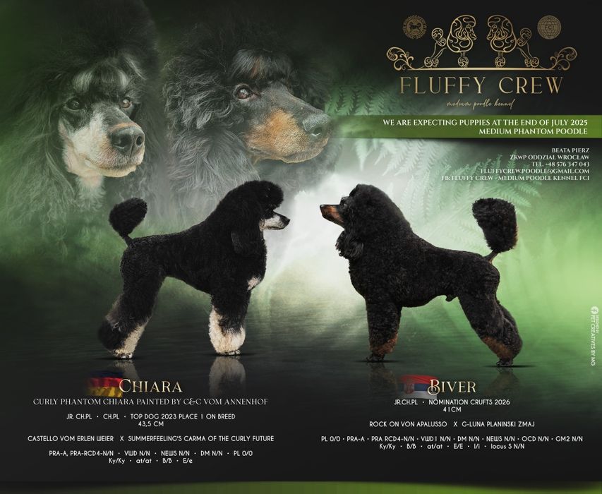 Pudel średni czarny podpalany Phantom, samiec FCI ZKwP