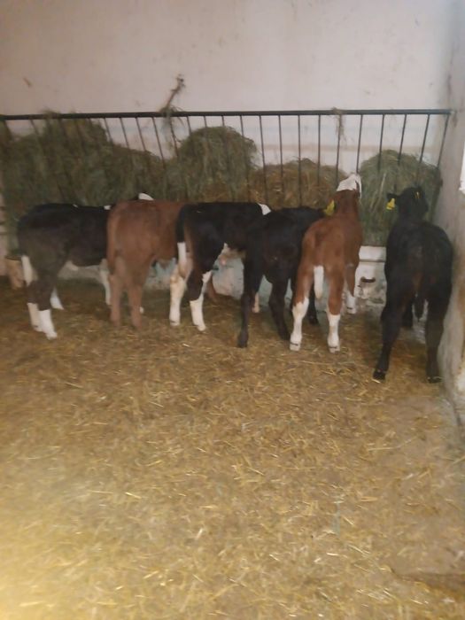 Byczki I jalowki Polskie mięsne