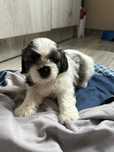 Oddam suczkę shih tzu