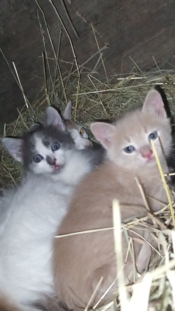 Шукаємо дім для милих хлопчиків котиків!