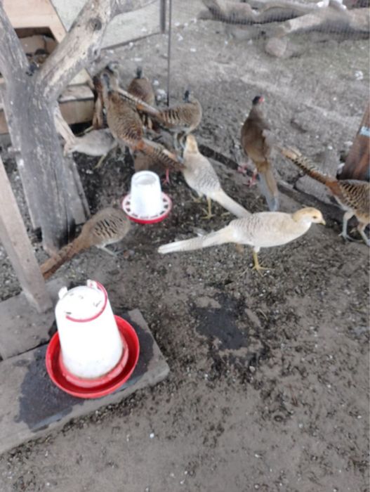 Bażanty bananowe srebrne diamentowe