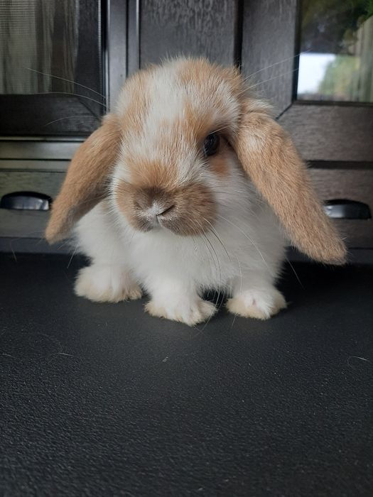 Kroliki baranek miniaturka karzełek mini lop