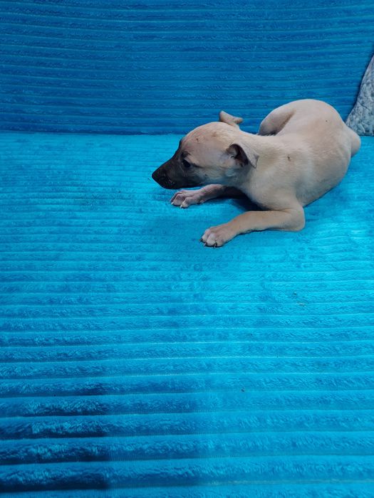 Chart Angielski Whippet suczka