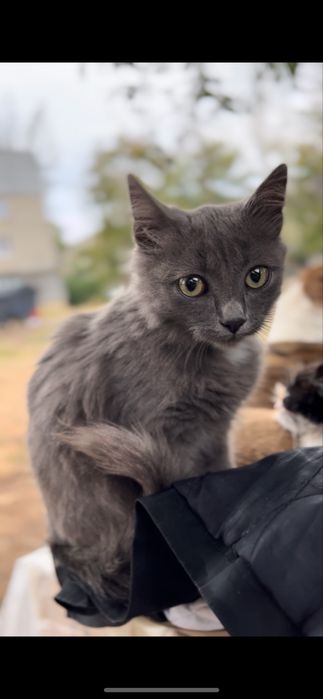 Пушистый котенок мальчик