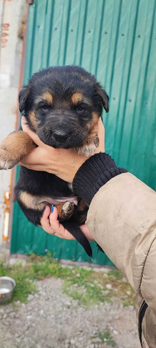 Продам цуценят поміст нім.вівчарки і алабая