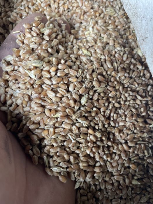 Przenzyto belcanto 1 rok przenica ponticus 1 rok po centrali