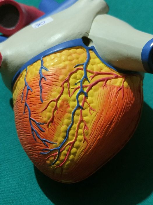 Modelo De Coração Humano