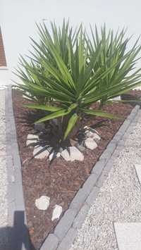 Yuca gigante - planta ornamental de jardim