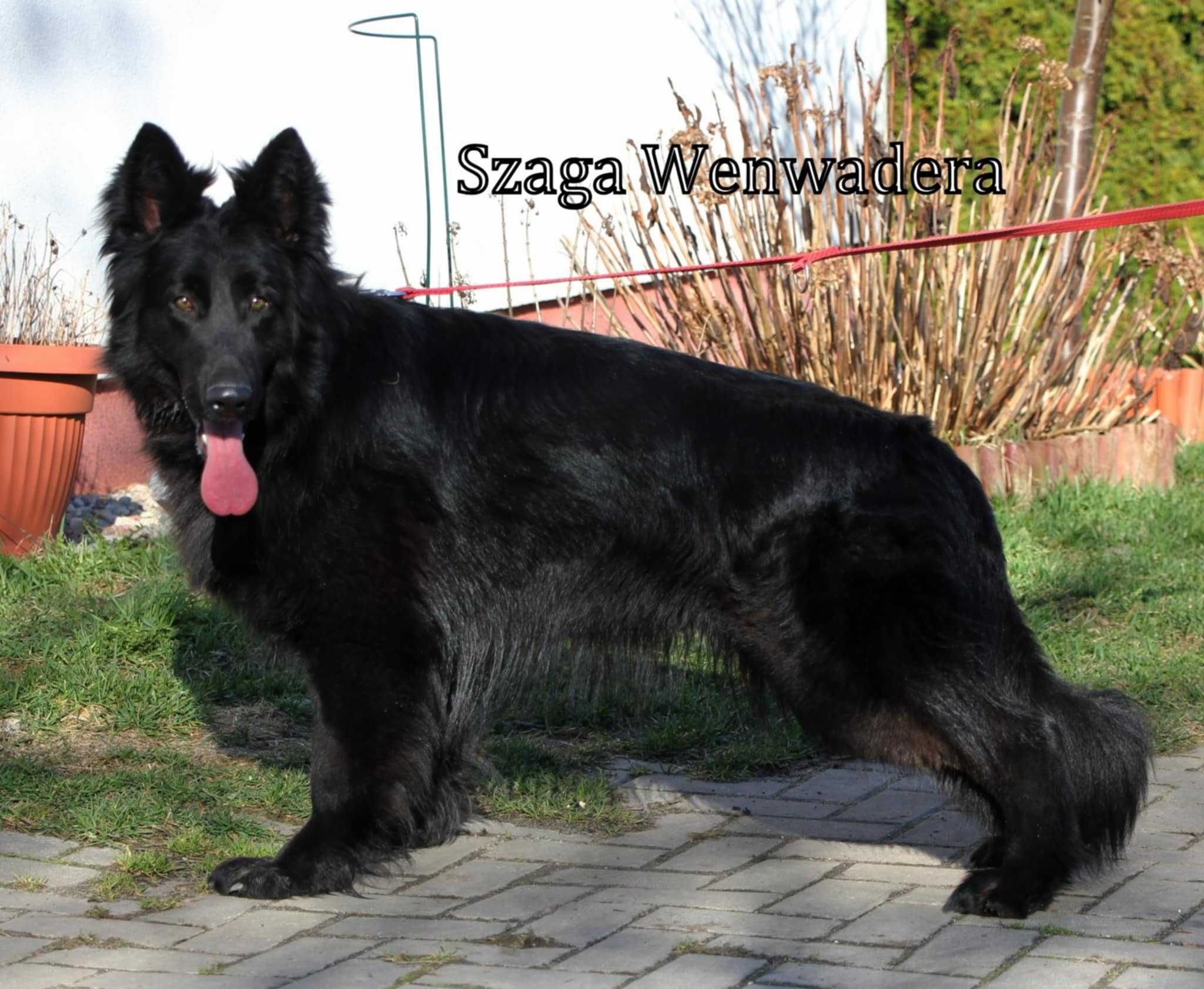 Owczarek Niemiecki