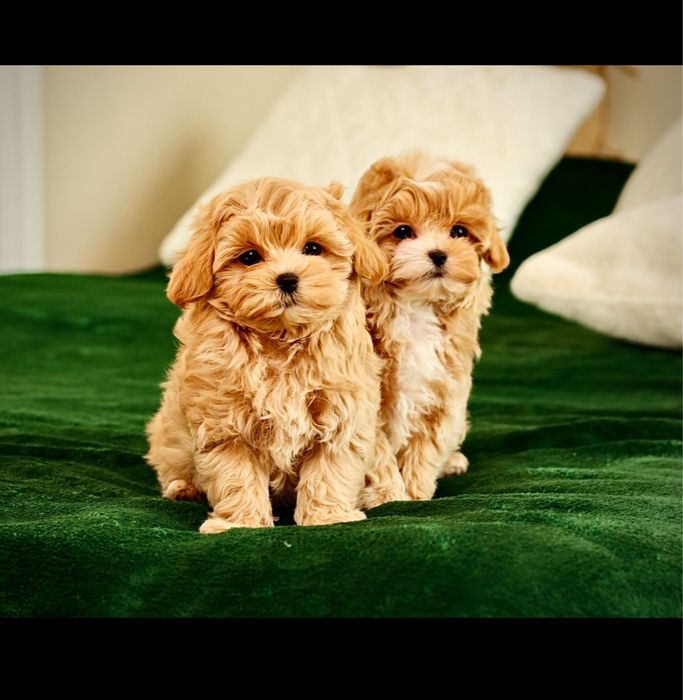 Ексклюзивні LUXERY щенята мальтіпу! VIP цуценята мальтіпу ф1