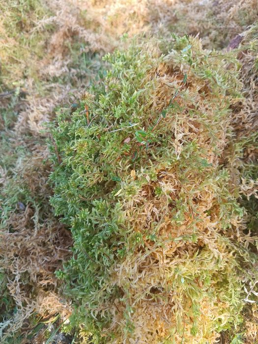 Живий Мох СФАГНУМ ОПТ/роздрі