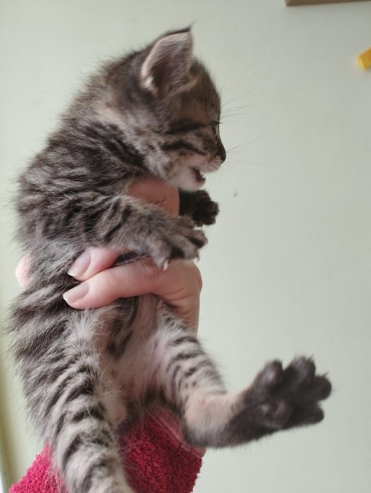 Маленькі пухнастики