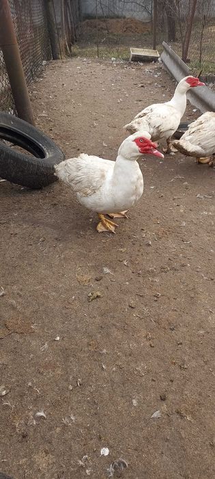 Индоутки  немецкая тяжелая линия