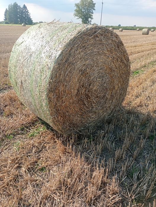 Słoma bele 150 nie siano