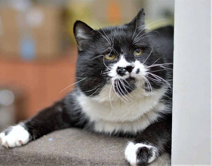 кот кастрир. умный, ласковый, молодой