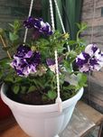 Продам композиції з петуньх ампельної
