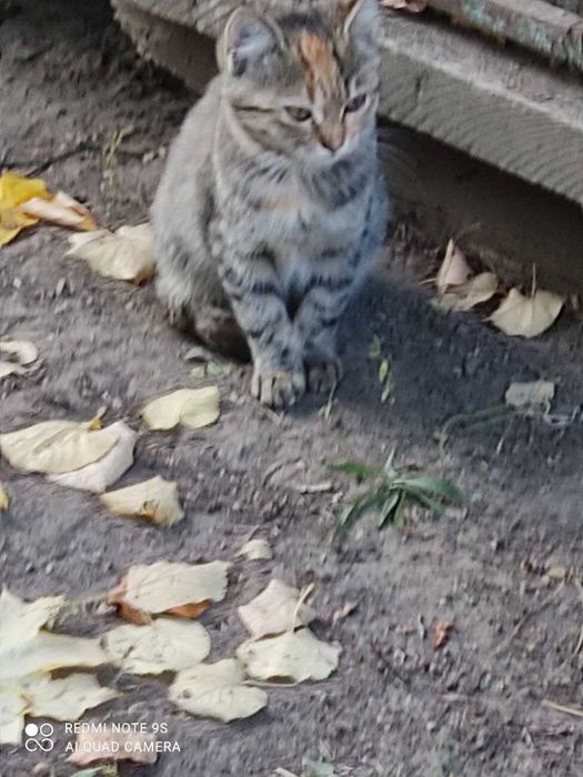 Гарнi котики термiново шукають своїх нових господарiв