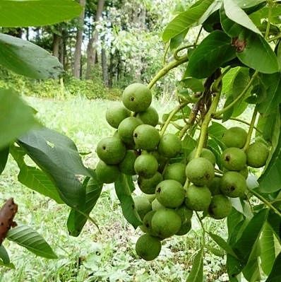 Горіх. Саджанці горіха. Кочерженко. Велікпн. Ідеал