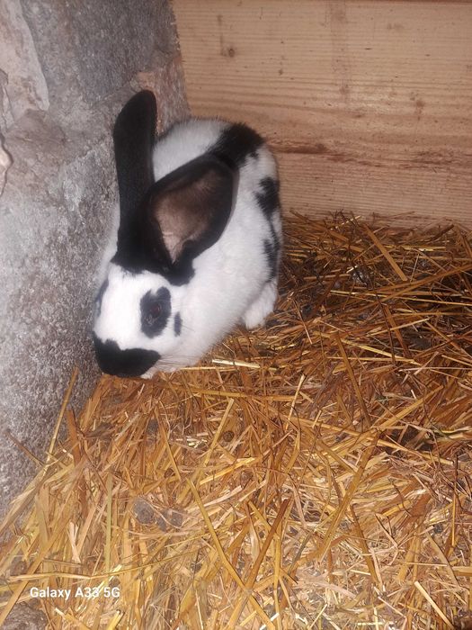 Kroliki króle srokacze młode