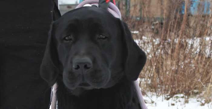 labrador retriever suczka rodowód piękna