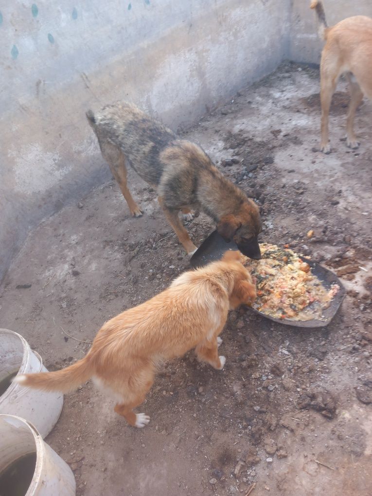 Dou cães e cadelas serra da estrela