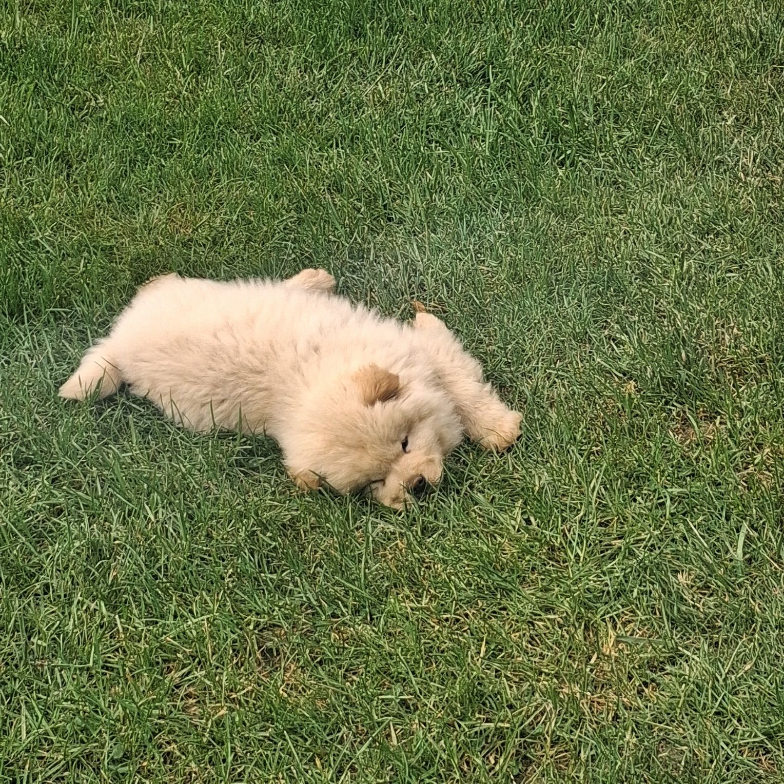 Chow chow miś z rodowodem