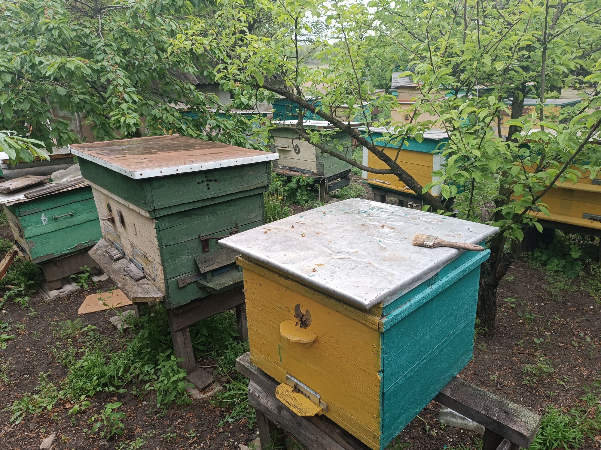 Пчелы! Продам пчелиные семьи!