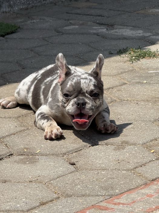 ⸻  BULDOGUE FRANCÊS – FÊMEA MERLE TIR CINZA – LINHAGEM DE CAMPEÕES
