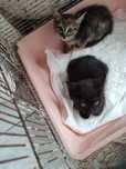 Dou 2 gatinhos ou gatinhas com 1 mês e meio