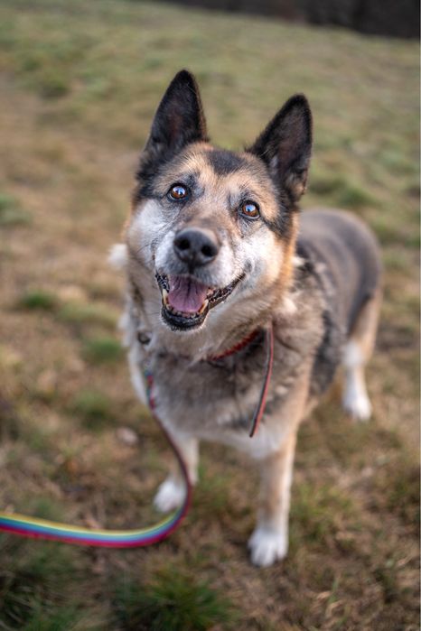 Misia - seniorka o wielkim sercu szuka domu