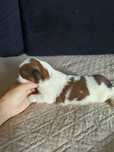 Piesek szczeniak tricolor shih tzu