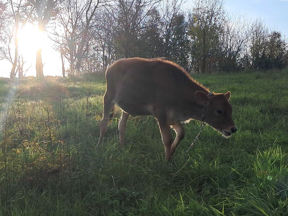 Jersey,jałoszka,cielę