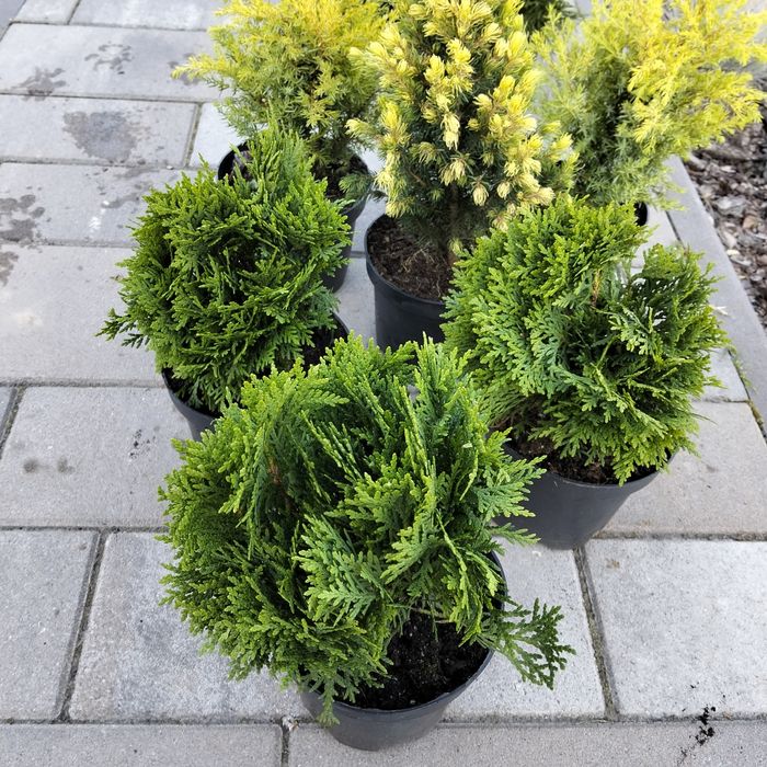 Шаровидна туя Даніка (міріам, Селена,Тінітім,Тедд,боулінг бол)і,)