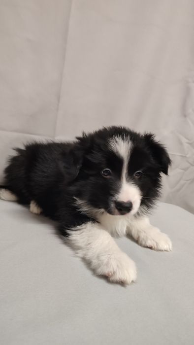 Szczeniak Border Collie