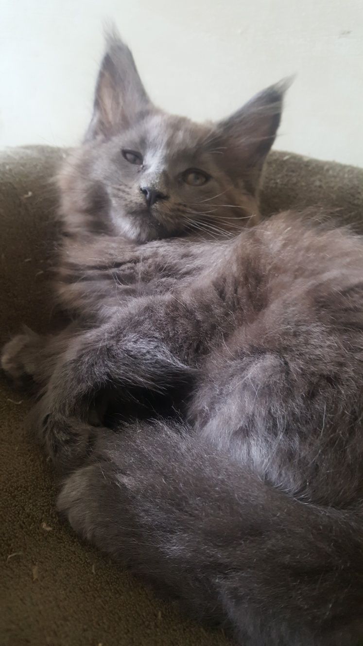 Koteczka Maine Coon WCF