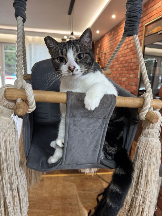 Oddam 2 koty  kotka i kot rodzeństwo