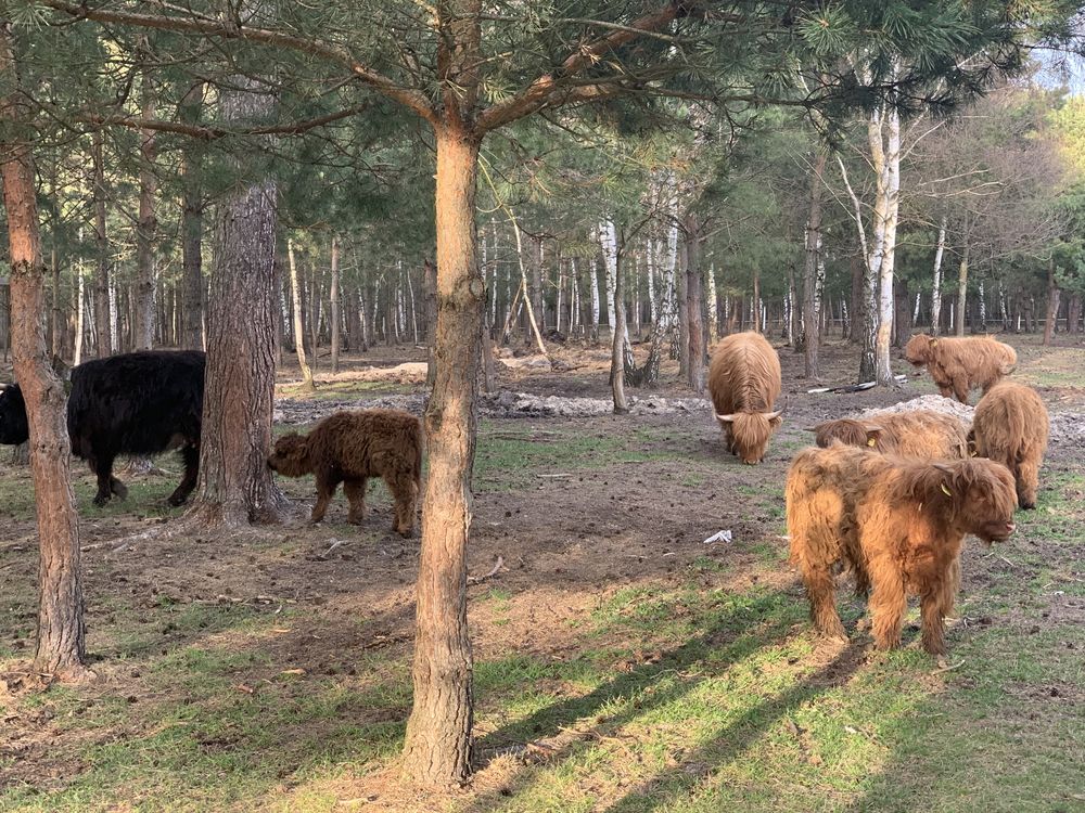 Highland Cattle Bydło szkockie