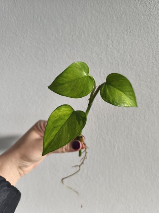 Epipremnum jessenia nie variegata hicolor