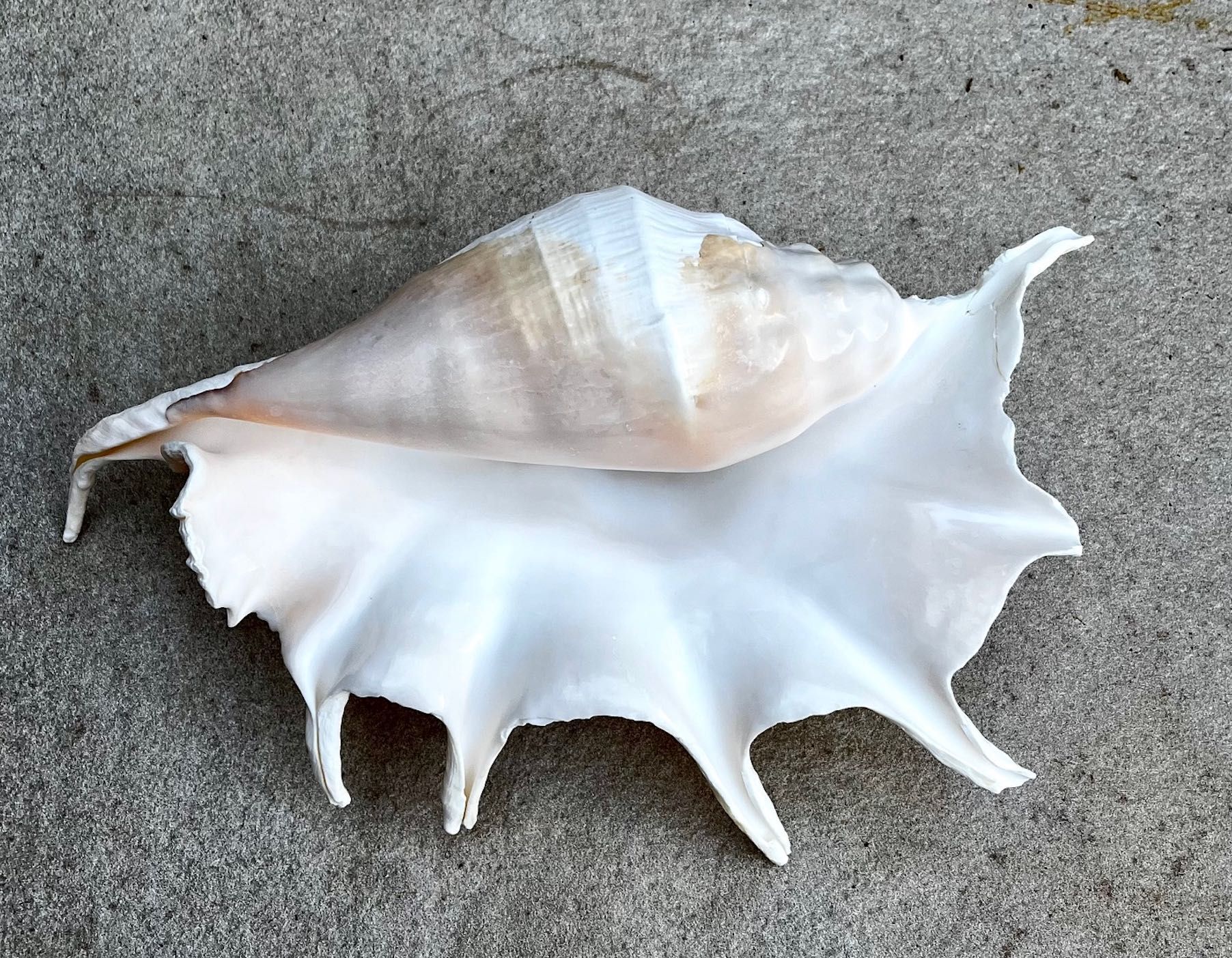 Búzio grande — 40€