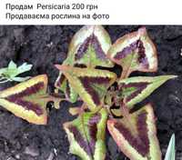 Продаж persicaria