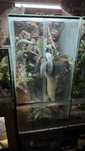 Terrarium + gekon orzesiony