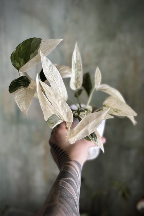 Monstera laniata variegata - kolekcjonerska roślina pnącze, dużo bieli